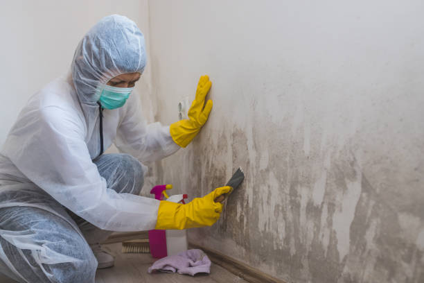 Best Toxic Mold Removal  in Forsyth, GA