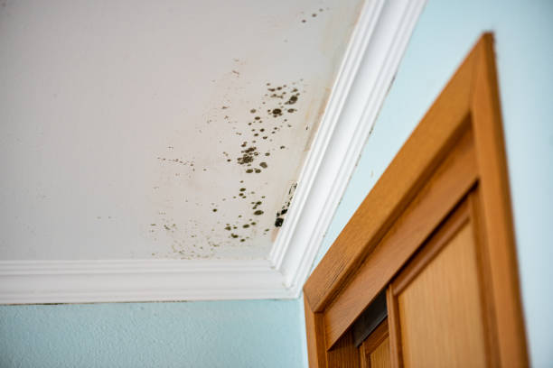 Best Fast Mold Removal  in Forsyth, GA