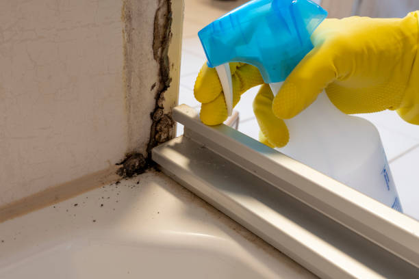 Mold Testing and Removal in Forsyth, GA
