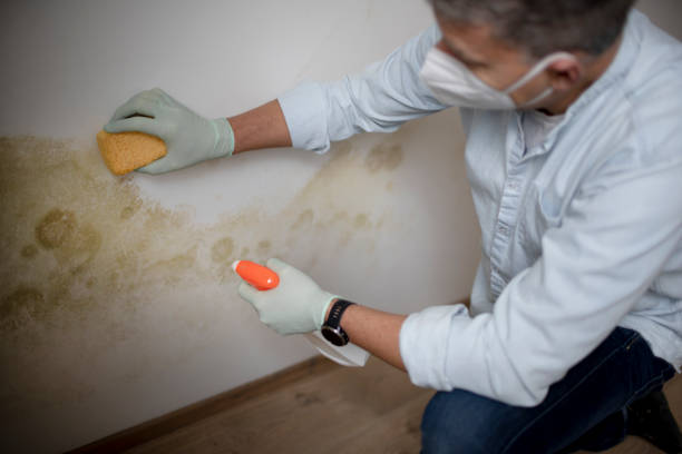 Best Black Mold Removal  in Forsyth, GA