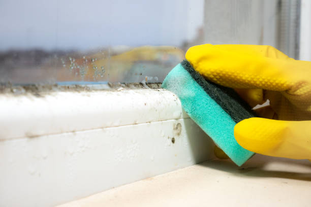 Best Mold Damage Repair  in Forsyth, GA