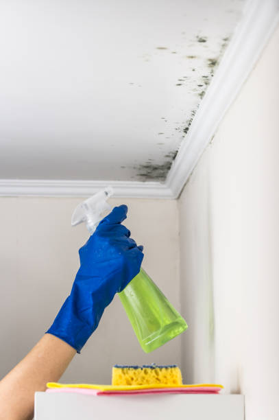  Forsyth, GA Mold Removal Pros