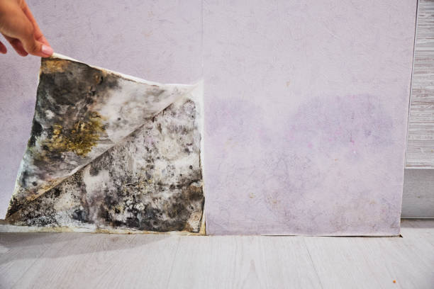 Best Mold Testing and Removal  in Forsyth, GA